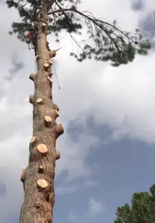Tala y poda en altura de árboles en Huesca